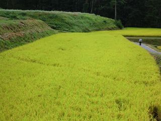 実る稲穂